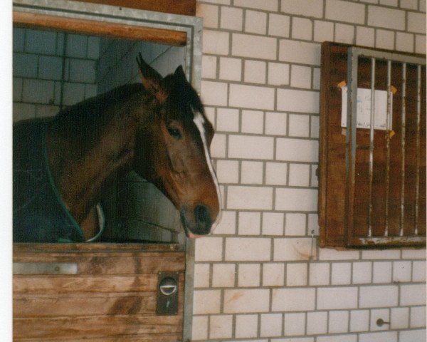 broodmare Anna Lou (Hanoverian, 1993, from Airport)