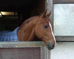 dressage horse Buddy (KWPN (Royal Dutch Sporthorse), 2004)