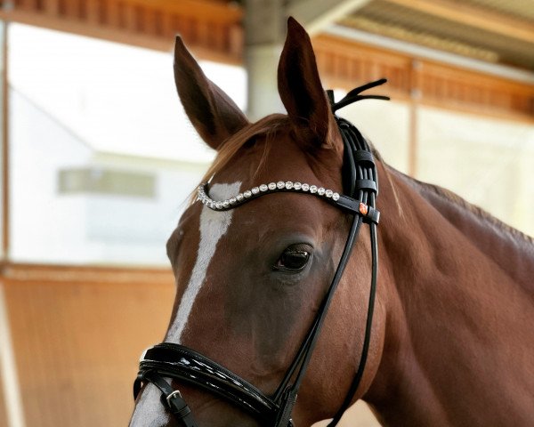 horse Butera (Westphalian, 2018, from Callaho's Benicio)