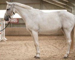 Springpferd Chenoa 9 (Holsteiner, 2009, von Cefalo)
