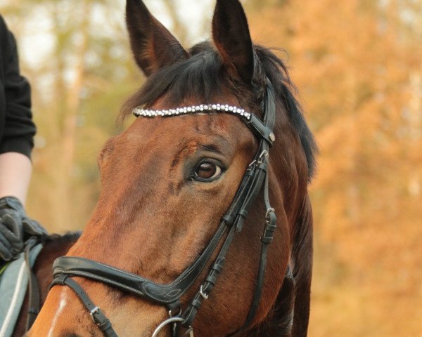 dressage horse Remon 4 (Mecklenburg, 2009, from Repertoire 4) dressage horse Remon 4 (Mecklenburg, 2009, from Repertoire 4)