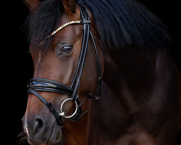 Dressurpferd Gründleinhofs Glückskeks (Deutsches Reitpony, 2019, von Golden Grey NRW)