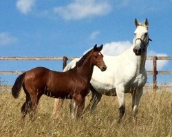 stallion Quinn (Holsteiner, 2016, from Quite Easy I)
