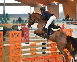 jumper Celesty M (Slovakian Warmblood, 2011)