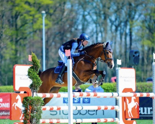 Deckhengst Kweb (Deutsches Reitpony, 2011, von Kwept)