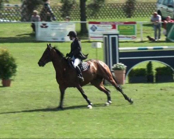 jumper Angel 181 (Saxony-Anhaltiner, 2002, from Al Cantino (ex: Romario))