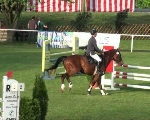 Springpferd Positano 21 (Sachsen-Anhaltiner, 2001, von Pommernglanz)