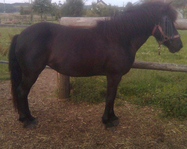 Pferd Black Ranja (Islandpferd,  , von Loki von Windeck)
