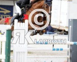 jumper Chinatown du Try (Belgian Warmblood, 2002, from Darco)