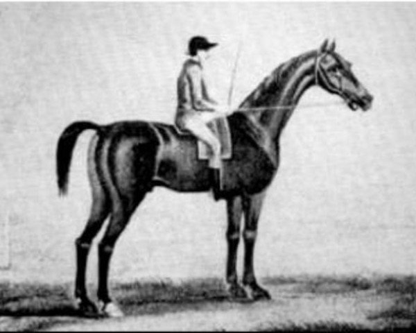 Deckhengst Bajazet xx (Englisches Vollblut, 1740, von Godolphin Arabian) Deckhengst Bajazet xx (Englisches Vollblut, 1740, von Godolphin Arabian)