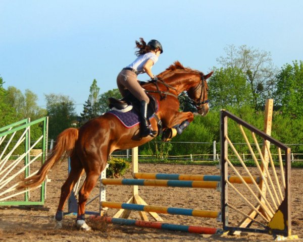 broodmare Anka (Saxony-Anhaltiner, 2001, from Askari)