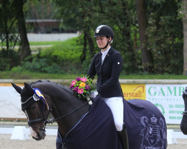 dressage horse Look At Me 85 (Hanoverian, 2013, from Lemony's Nicket)