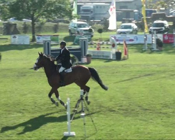 Cavallo da salto Balou Bernd (Cavallo Sportivo Tedesco, 2003, di Balou du Rouet)