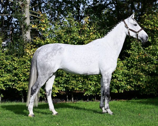Zuchtstute Cocoona (KWPN (Niederländisches Warmblut), 2014, von Berlin)