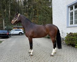 jumper Lagoon BS (KWPN (Royal Dutch Sporthorse), 2016, from Quasimodo vd Molendreef)