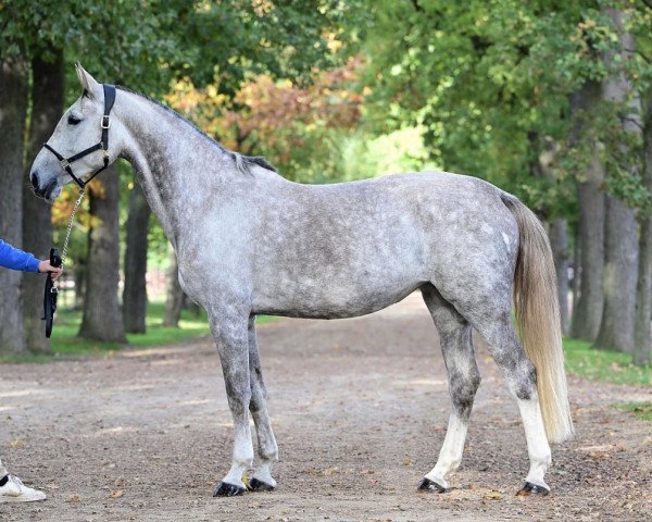 horse Celina Z (Zangersheide riding horse, 2016, from Cicero Z van Paemel)