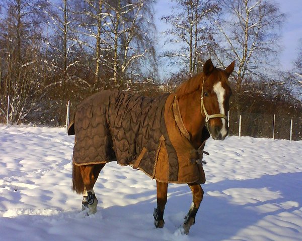 horse Shogun 82 (Oldenburg, 1995, from Silvio I)