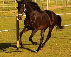 dressage horse Lennox (Haflinger, 2009, from Lortino)