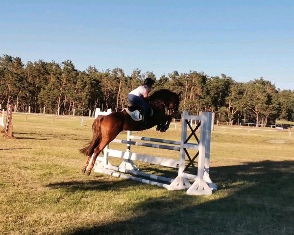 stallion Bänvik one Boy (German Sport Horse, 2017, from Bäängel) stallion Bänvik one Boy (German Sport Horse, 2017, from Bäängel)