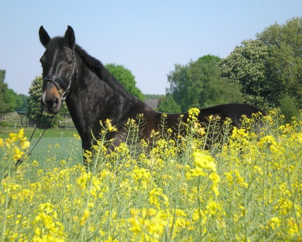horse Ricarda 231 (Westphalian, 1989, from Rosenduft)