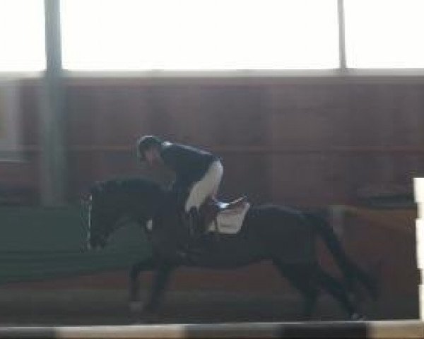 jumper Lemak xx (Thoroughbred, 1997, from Zinaad xx) jumper Lemak xx (Thoroughbred, 1997, from Zinaad xx)