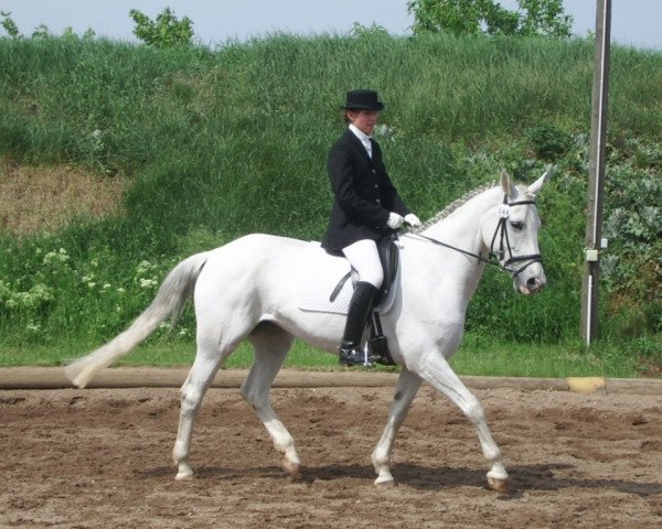 dressage horse Daiquiri S 2 (Hanoverian, 2001, from Dacaprio)