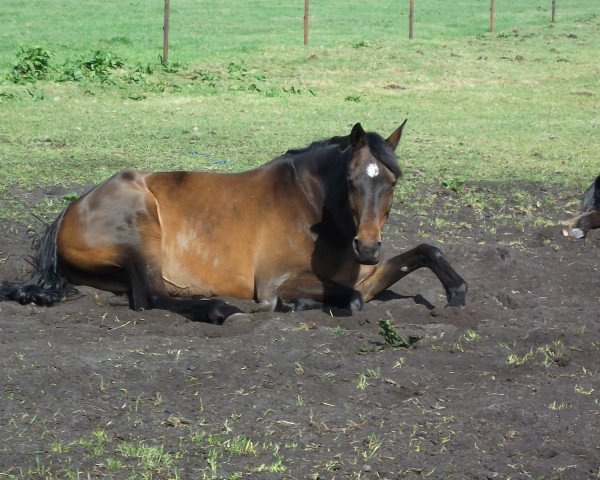 horse Louis Ferdinand (Trakehner, 2000, from Latimer)