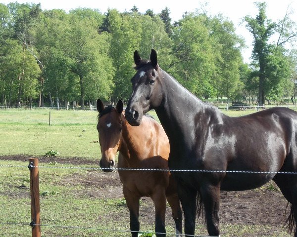 Pferd Dustin (Hannoveraner, 2004, von Depardieu 11)