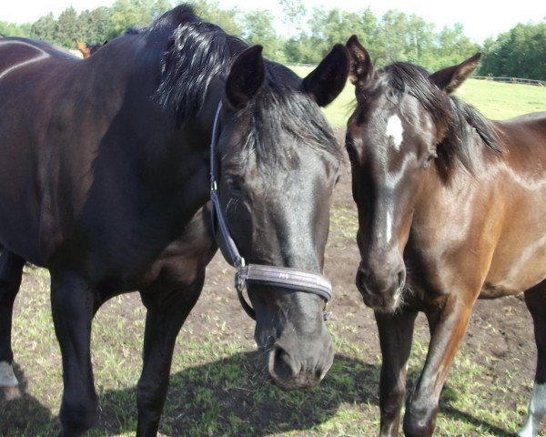 Pferd Eliza Jane (Hannoveraner, 1999, von Escudo I) Pferd Eliza Jane (Hannoveraner, 1999, von Escudo I)