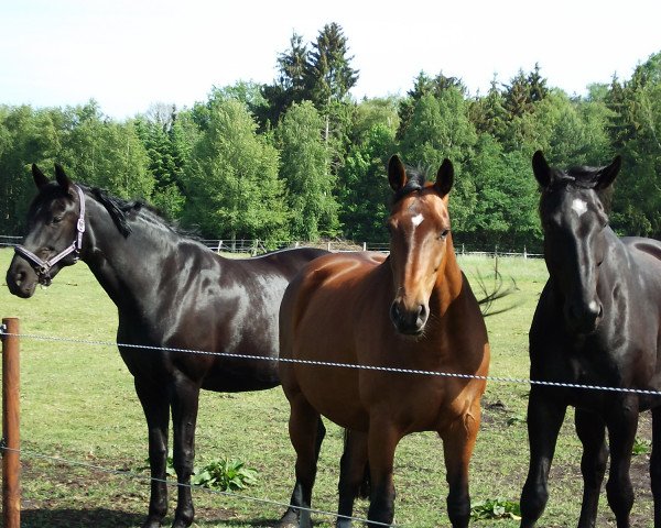 Zuchtstute Dawn of Burghley (Oldenburger, 2003, von Donnerprinz)