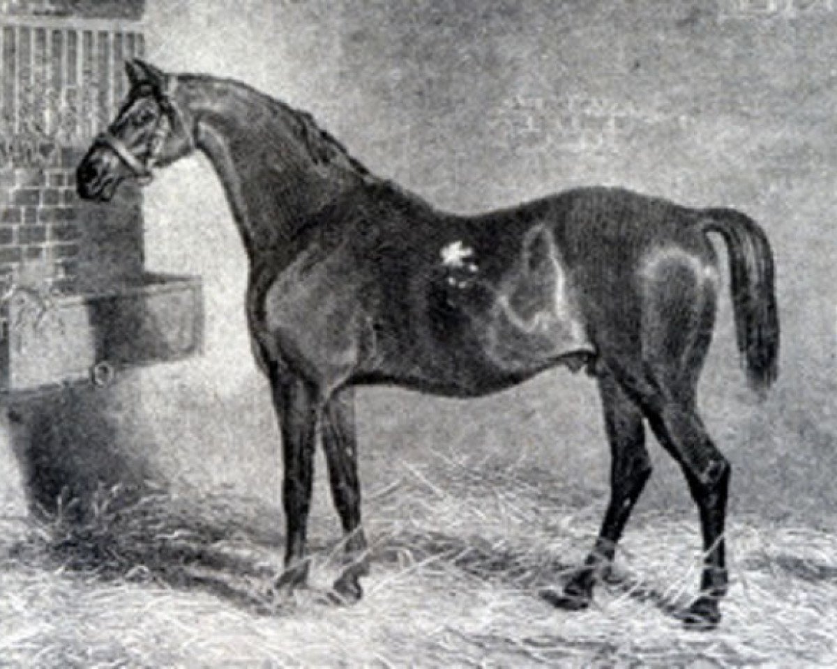 Semental St. George xx (Pura Sangre Inglés, 1789, de Highflyer xx)