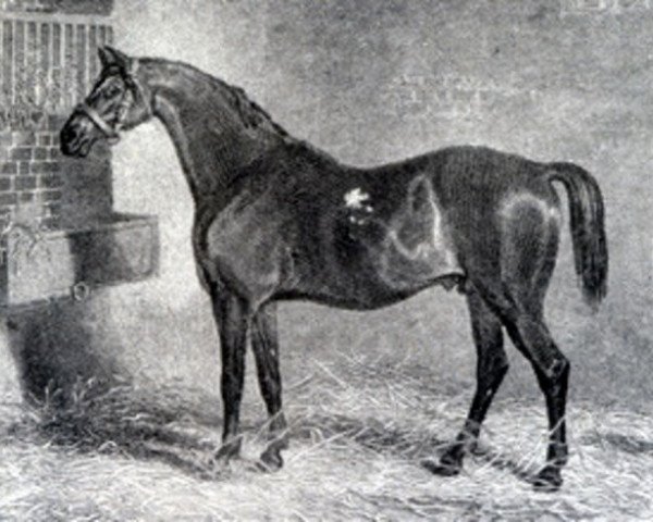 Deckhengst St. George xx (Englisches Vollblut, 1789, von Highflyer xx)