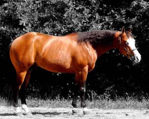 Deckhengst Gunners Smokin Oak (Quarter Horse, 2004, von Colonels Smoking Gun) Deckhengst Gunners Smokin Oak (Quarter Horse, 2004, von Colonels Smoking Gun)