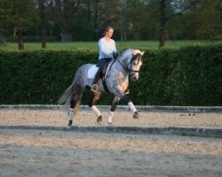 dressage horse Trapío de LYW (Pura Raza Espanola (PRE), 1999, from Madrugador III)