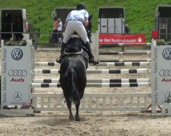 Jumper Black Pearl 13 (German Sport Horse, 2003, from Landor S) - Reitverein Dorsten
Samstag, 07. Mai 2011 38.1
Springprüfung Kl M*