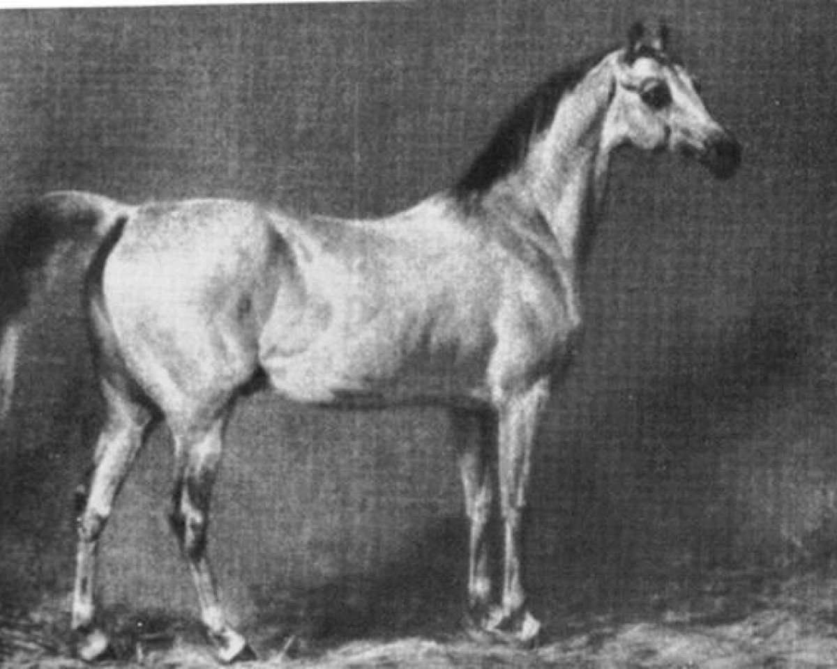 stallion Nedjed DB (Arabian purebred, 1810)