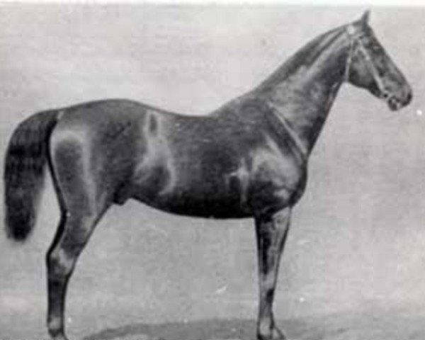 Deckhengst Vorwärts (Trakehner, 1859, von Sahama xx) Deckhengst Vorwärts (Trakehner, 1859, von Sahama xx)