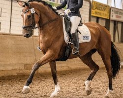 dressage horse London Thatch 3 (Hanoverian, 2015, from Londontime)