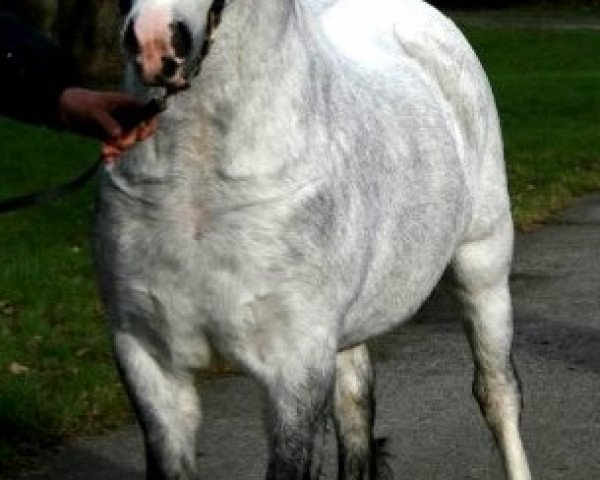 stallion Maesgwyn Hot Item (Welsh mountain pony (SEK.A), 2005, from Littlewern Lyric) stallion Maesgwyn Hot Item (Welsh mountain pony (SEK.A), 2005, from Littlewern Lyric)