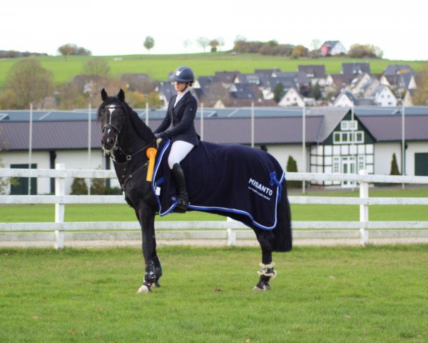 stallion Cofino H (KWPN (Royal Dutch Sporthorse), 2007, from VDL Harley)