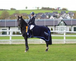 Deckhengst Cofino H (KWPN (Niederländisches Warmblut), 2007, von VDL Harley)