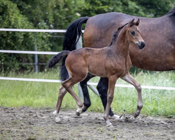 Pferd Ruby Romance (KWPN (Niederländisches Warmblut), 2021, von For Romance I)