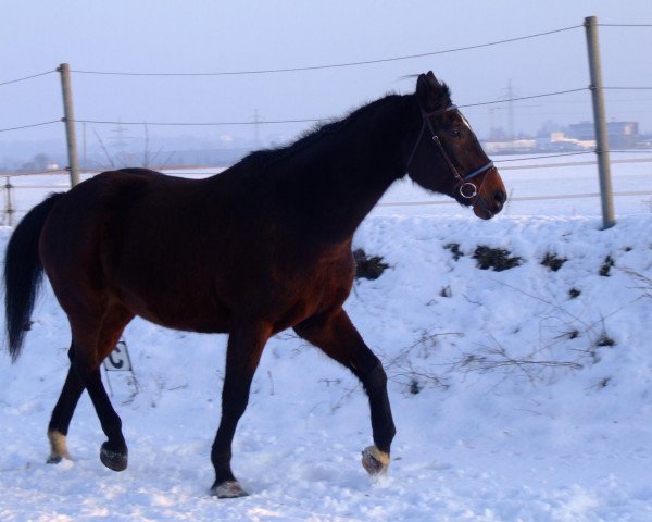 Cavallo mona (Bayer, 1992, di Lanacar)