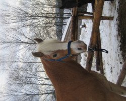 dressage horse Moritz (1,57% ox) (Sachse, 2003, from Monarch)