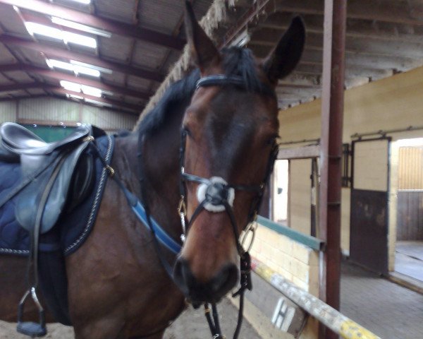 horse Leonid H.A (Saxony-Anhaltiner, 2001, from Lauries Crusador xx)
