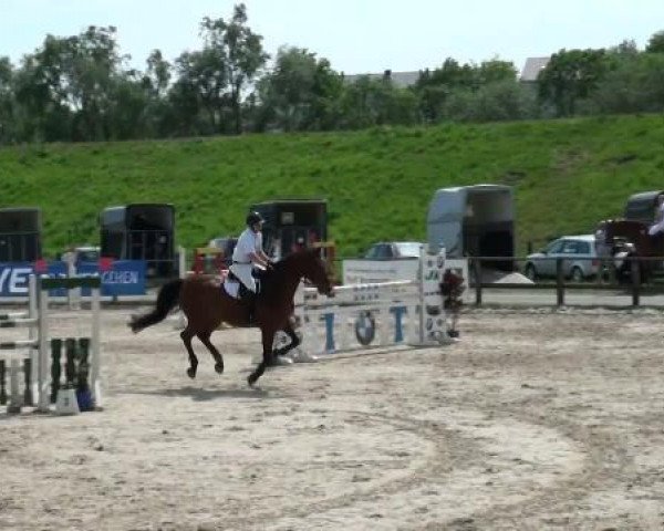 jumper Lucky 1228 (Westphalian, 2001, from Landjonker (Fruhling))