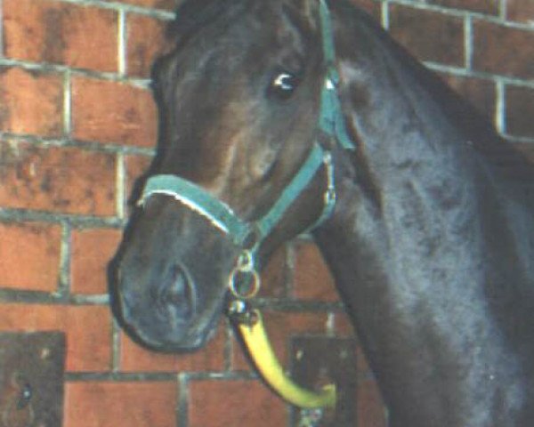 dressage horse Evelino (Westphalian, 1999, from Ehrentanz I)