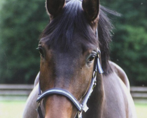dressage horse Gepetto 31 (Westphalian, 2003, from Gino Ginelli)