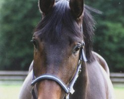 dressage horse Gepetto 31 (Westphalian, 2003, from Gino Ginelli)