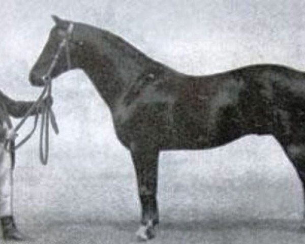 Deckhengst Eberhard (Trakehner, 1877, von Flügel) Deckhengst Eberhard (Trakehner, 1877, von Flügel)